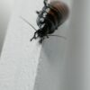 Jak zwalczać karaluchy w domu
