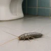 Małe robaczki w domu – skąd się biorą i co to jest?